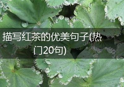 描写红茶的优美句子(热门20句)