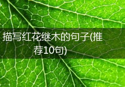 描写红花继木的句子(推荐10句)