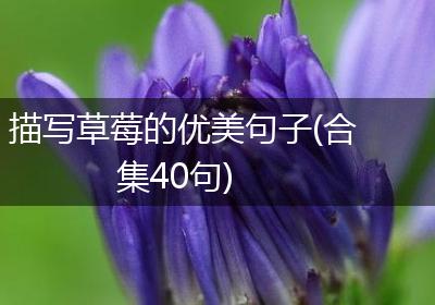 描写草莓的优美句子(合集40句)