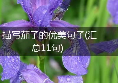描写茄子的优美句子(汇总11句)