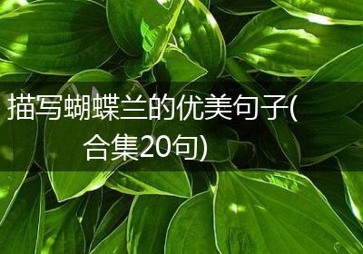 描写蝴蝶兰的优美句子(合集20句)