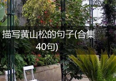 描写黄山松的句子(合集40句)