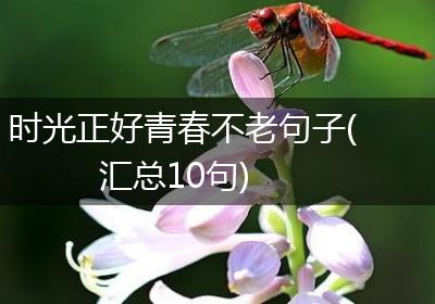 时光正好青春不老句子(汇总10句)