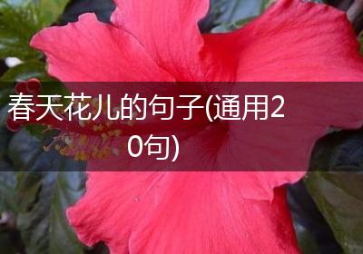 春天花儿的句子(通用20句)