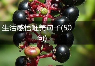 生活感悟唯美句子(50句)