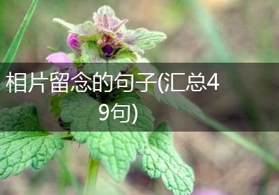 相片留念的句子(汇总49句)