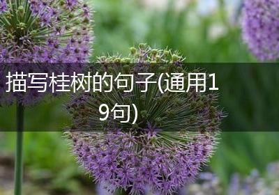 描写桂树的句子(通用19句)