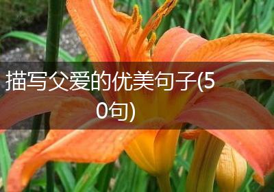 描写父爱的优美句子(50句)