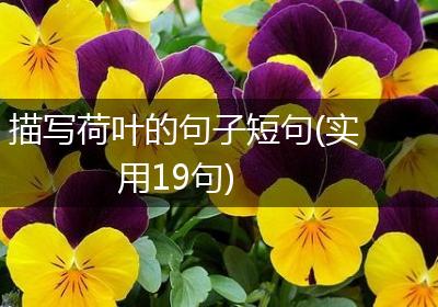 描写荷叶的句子短句(实用19句)