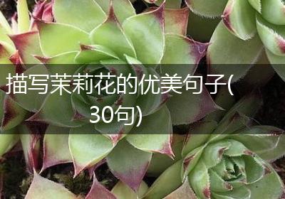描写茉莉花的优美句子(30句)