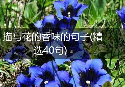 描写花的香味的句子(精选40句)
