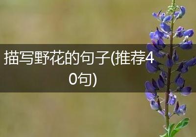 描写野花的句子(推荐40句)