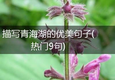 描写青海湖的优美句子(热门9句)