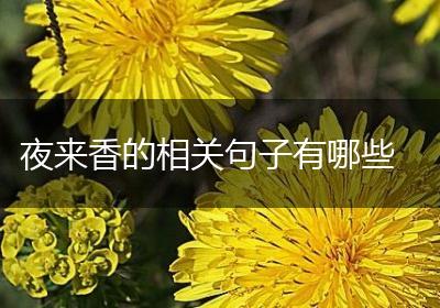 夜来香的相关句子有哪些