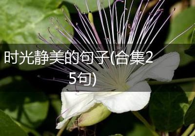 时光静美的句子(合集25句)