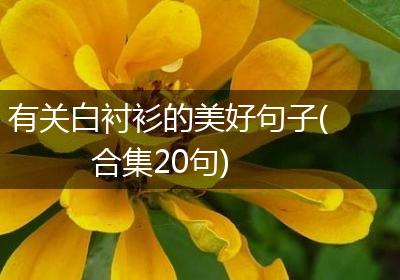 有关白衬衫的美好句子(合集20句)