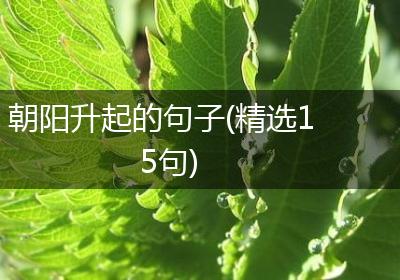 朝阳升起的句子(精选15句)
