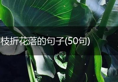 枝折花落的句子(50句)