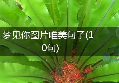 梦见你图片唯美句子(10句)