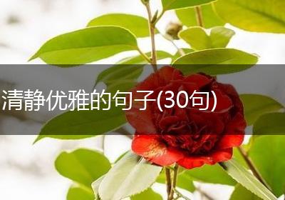 清静优雅的句子(30句)