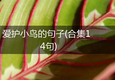 爱护小鸟的句子(合集14句)