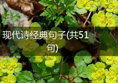 现代诗经典句子(共51句)