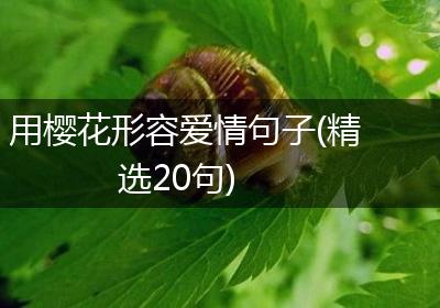 用樱花形容爱情句子(精选20句)