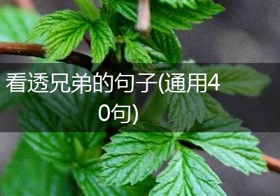 看透兄弟的句子(通用40句)