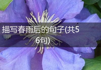 描写春雨后的句子(共56句)