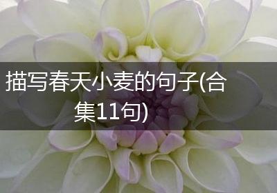 描写春天小麦的句子(合集11句)