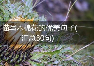 描写木棉花的优美句子(汇总30句)