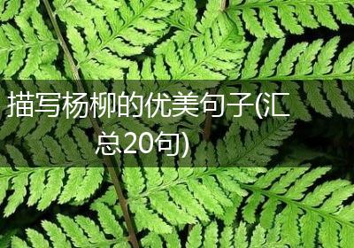 描写杨柳的优美句子(汇总20句)