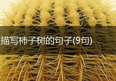 描写柿子树的句子(9句)