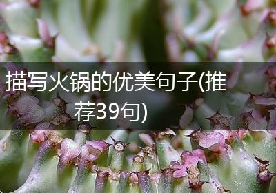 描写火锅的优美句子(推荐39句)