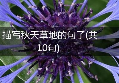 描写秋天草地的句子(共10句)