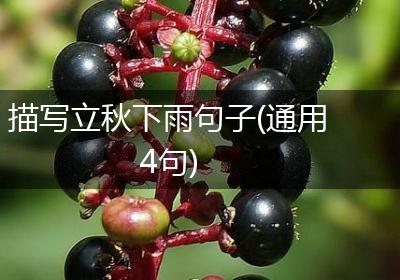 描写立秋下雨句子(通用4句)