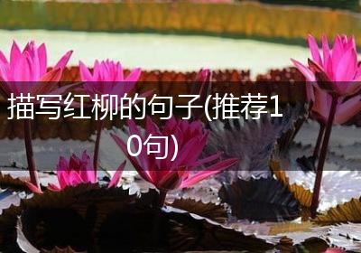 描写红柳的句子(推荐10句)