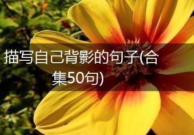 描写自己背影的句子(合集50句)