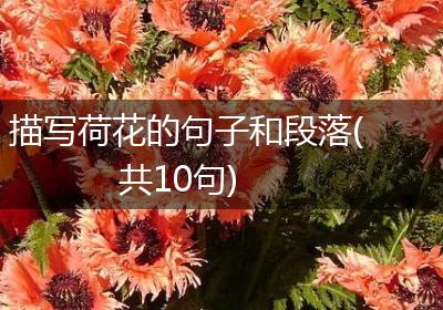 描写荷花的句子和段落(共10句)