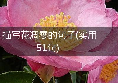 描写花凋零的句子(实用51句)