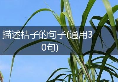 描述桔子的句子(通用30句)