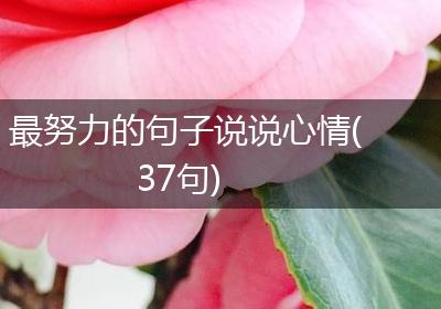 最努力的句子说说心情(37句)
