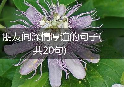 朋友间深情厚谊的句子(共20句)