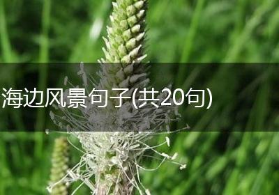 海边风景句子(共20句)