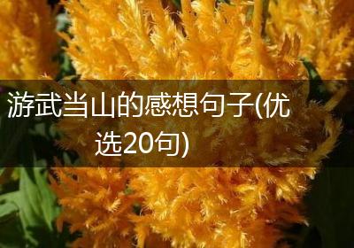 游武当山的感想句子(优选20句)