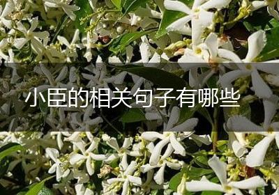 小臣的相关句子有哪些