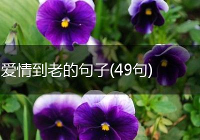 爱情到老的句子(49句)