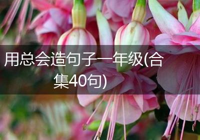 用总会造句子一年级(合集40句)