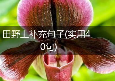 田野上补充句子(实用40句)