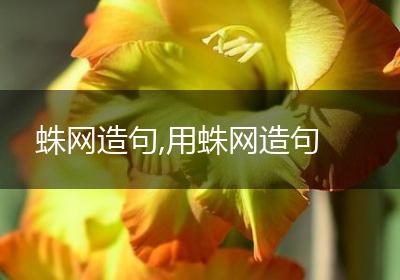 蛛网造句,用蛛网造句